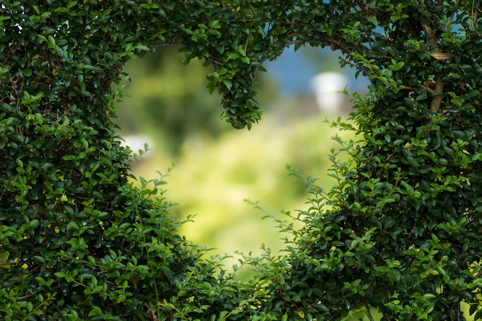 Corazón formado por un arbusto (Photo by Alena Koval - Pexels)