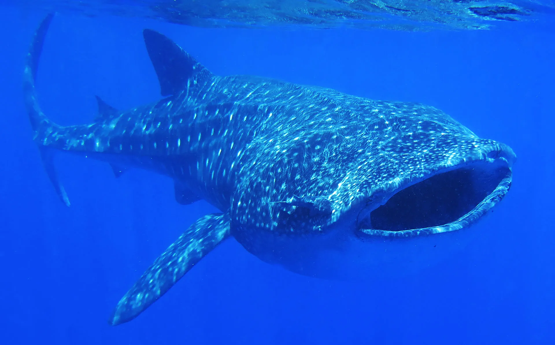 Tiburón ballena