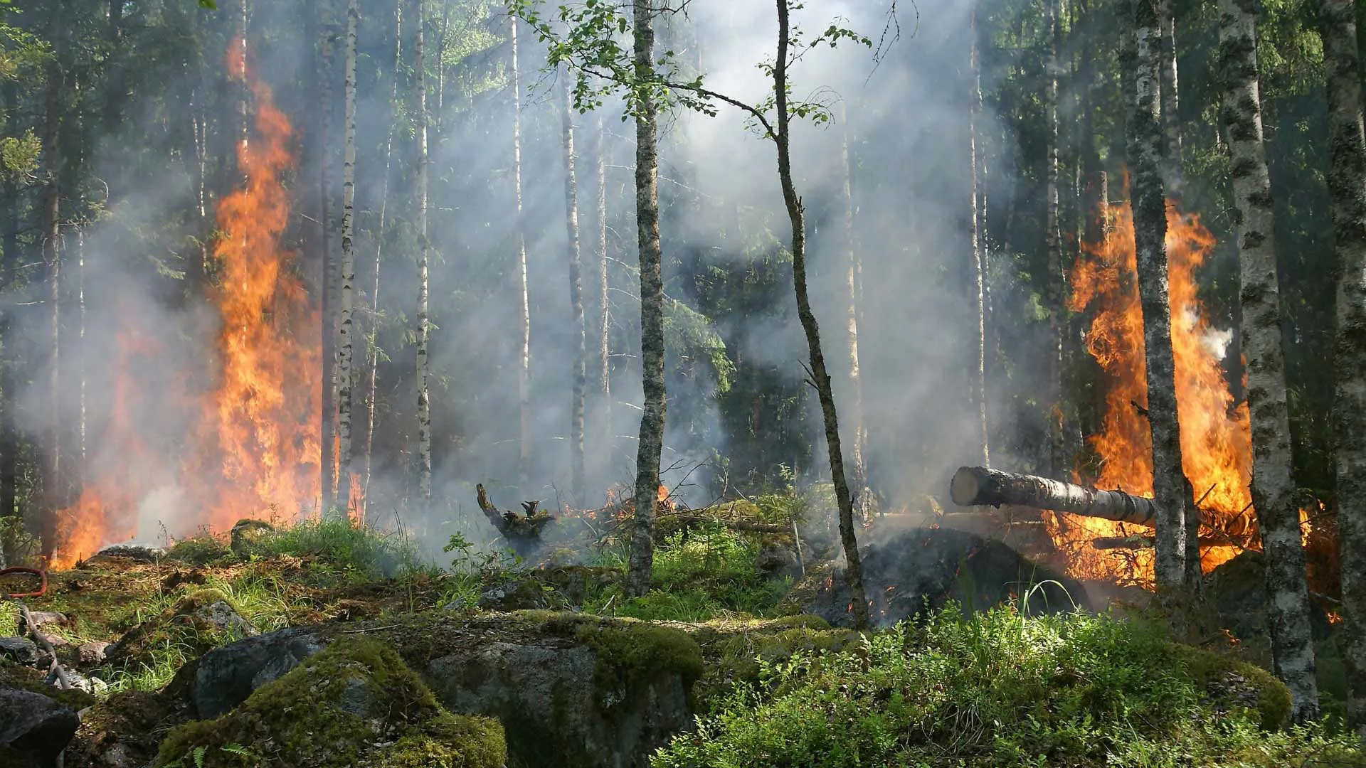 Crean sensores solares que detectarán incendios forestales más rápido