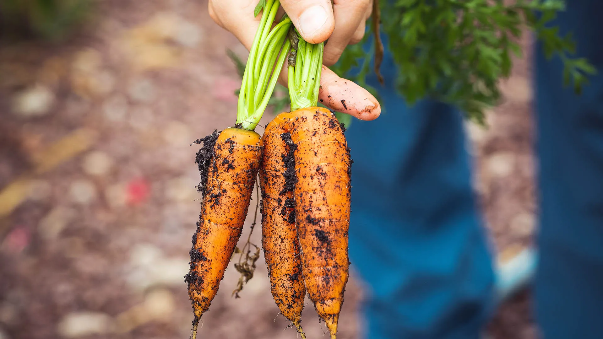 Esta plataforma será de gran ayuda para los agricultores