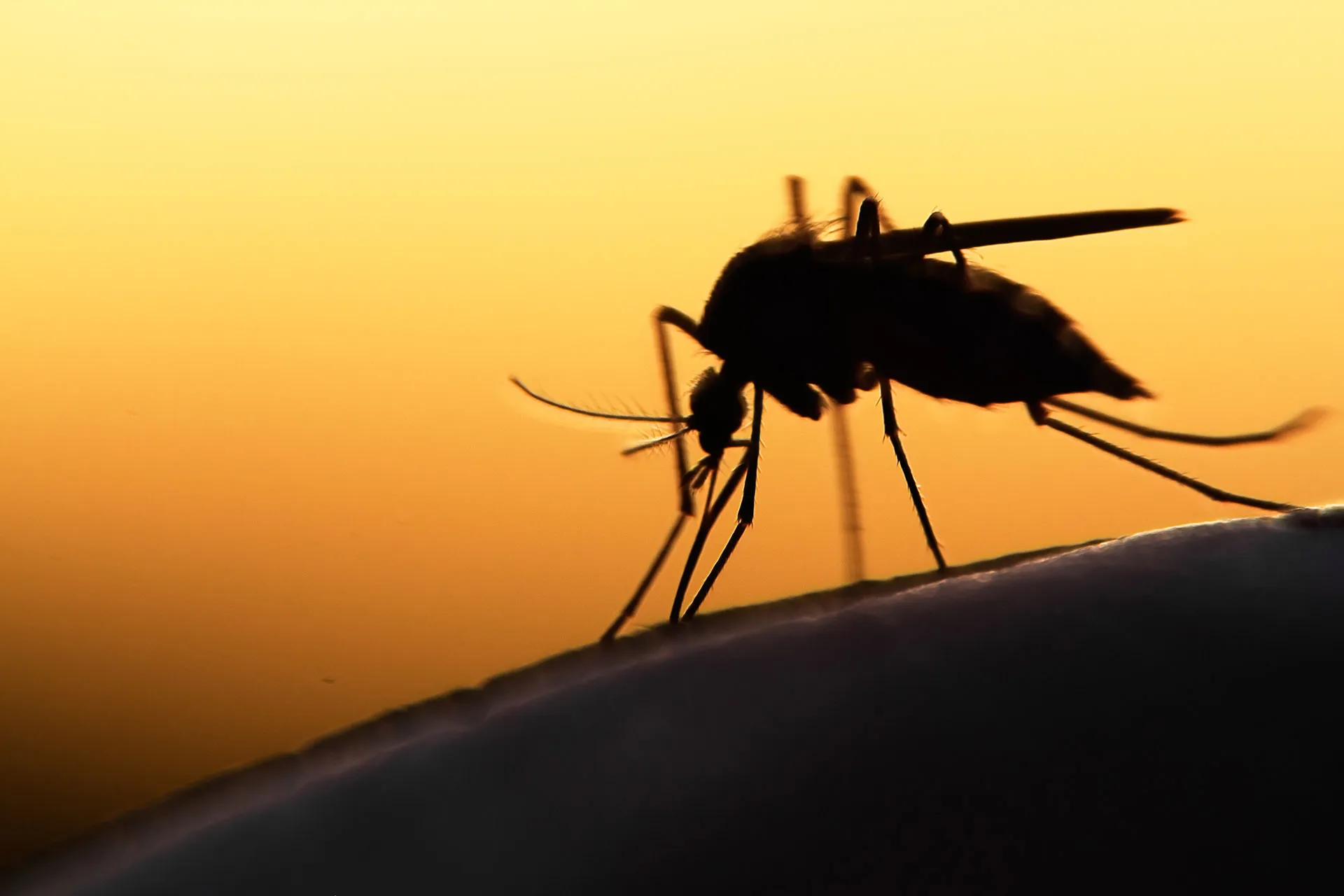 Mosquitos en el aeropuerto de Guadalajara 