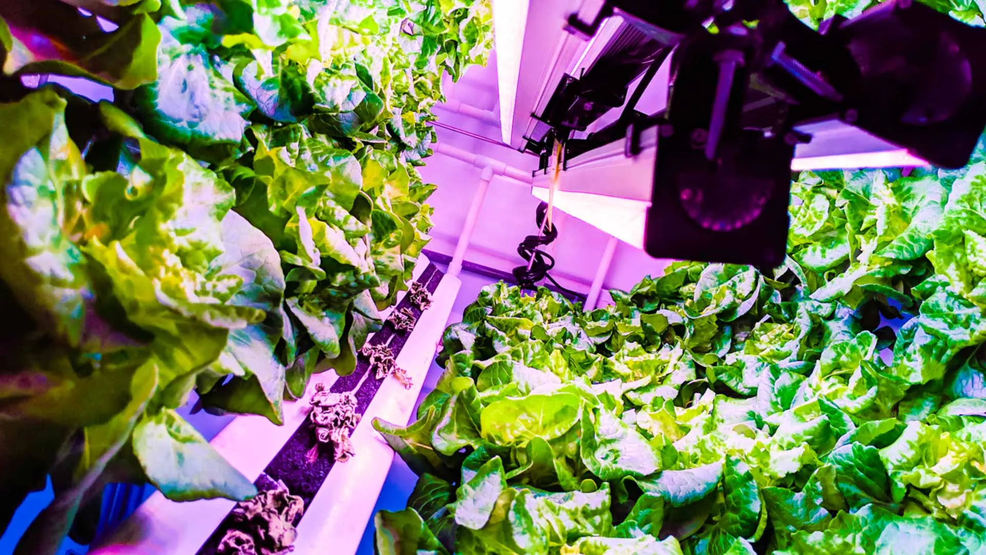 Verde Compacto es una empresa de agricultura vertical creada por egresados del Tec de Monterrey