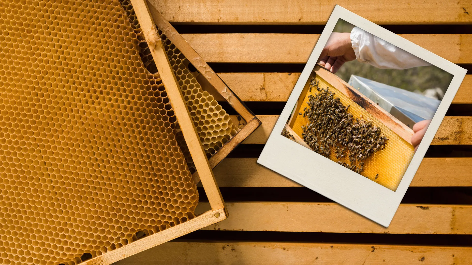 Proyecto abejas.