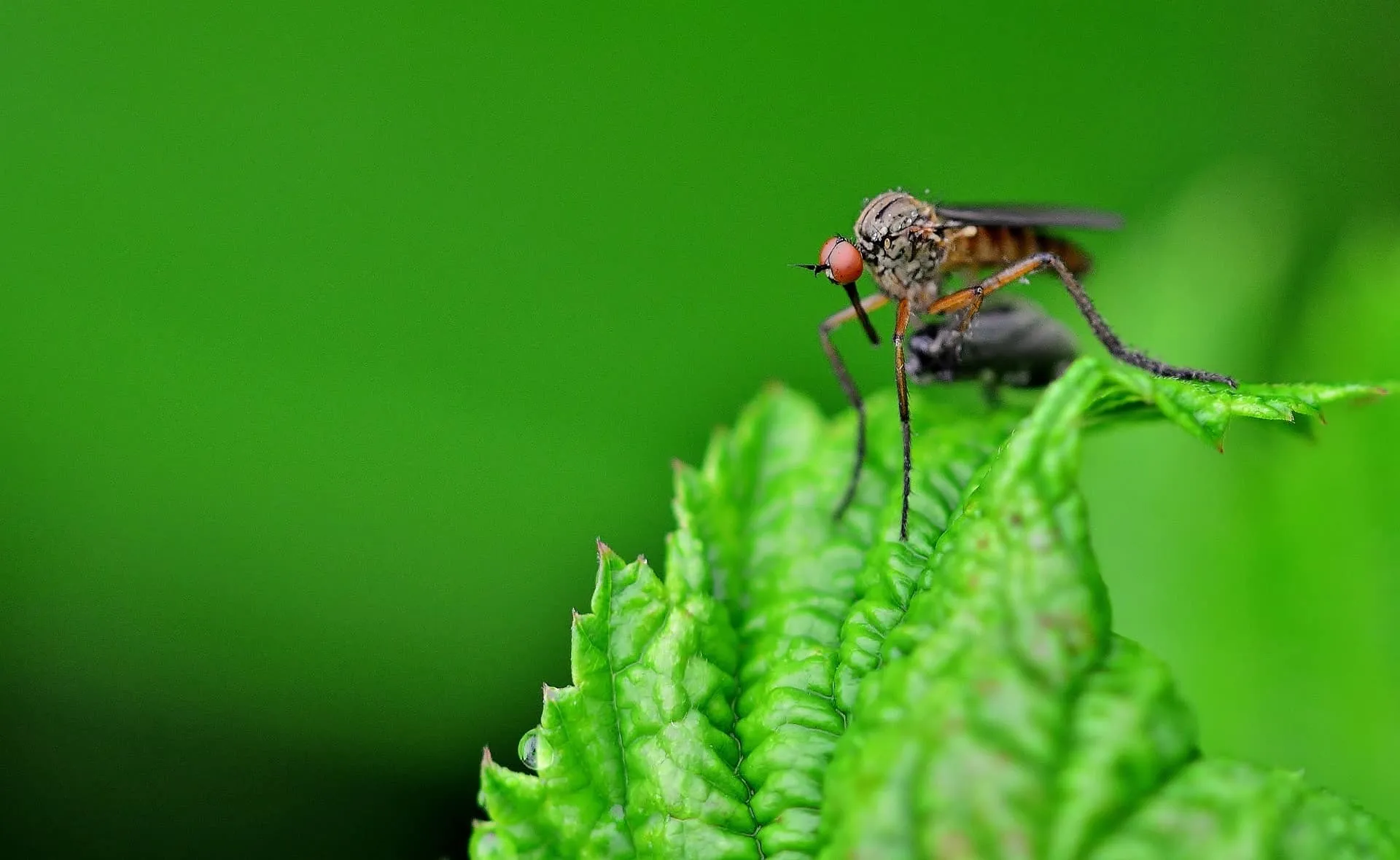 Investiga Tec mosquitos en el aeropuerto de Guadalajara 