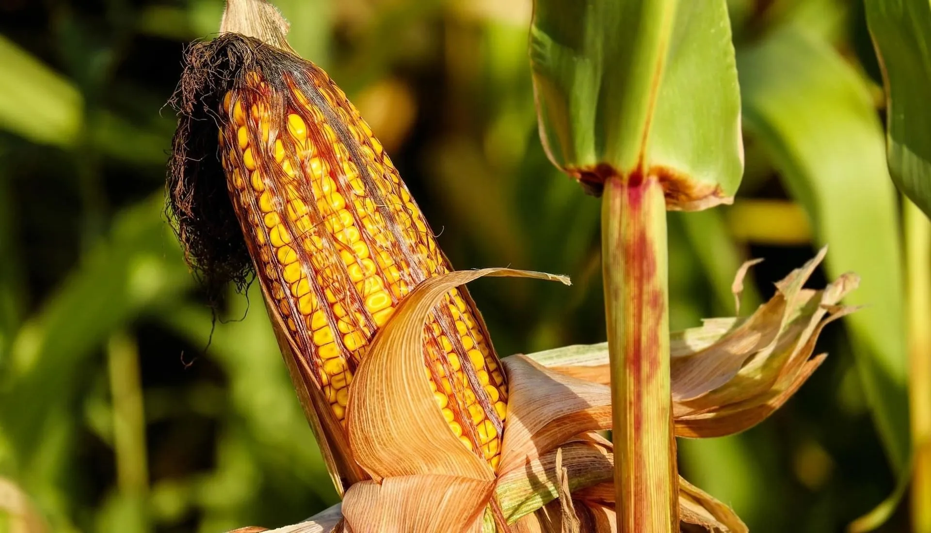 Biotecnóloga del Tec Guadalajara analiza para Semadet el desperdicio de alimento
