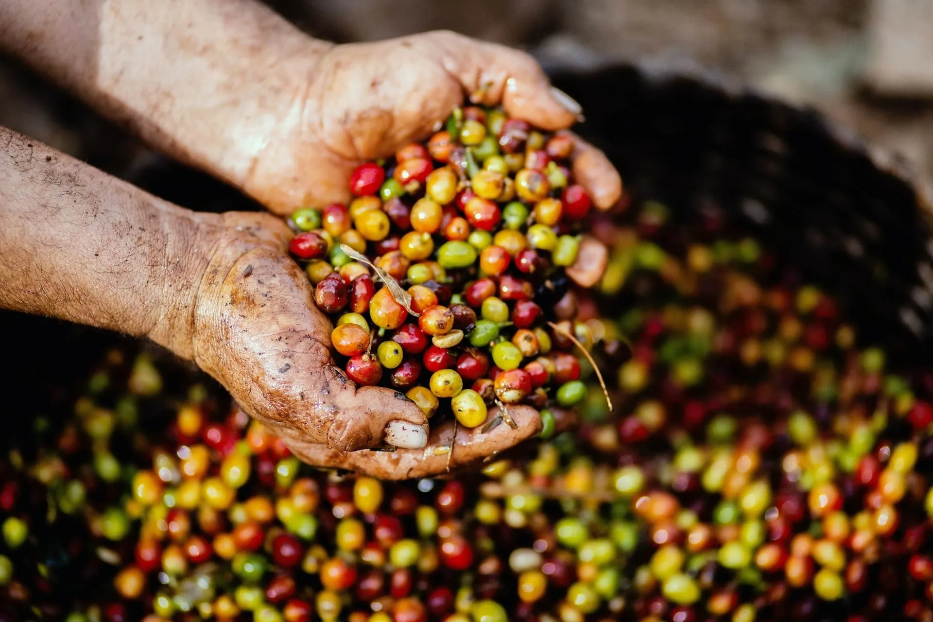 Buscan impulsar a los cafetaleros de Chiapas y ganan Premio CEMEX-Tec