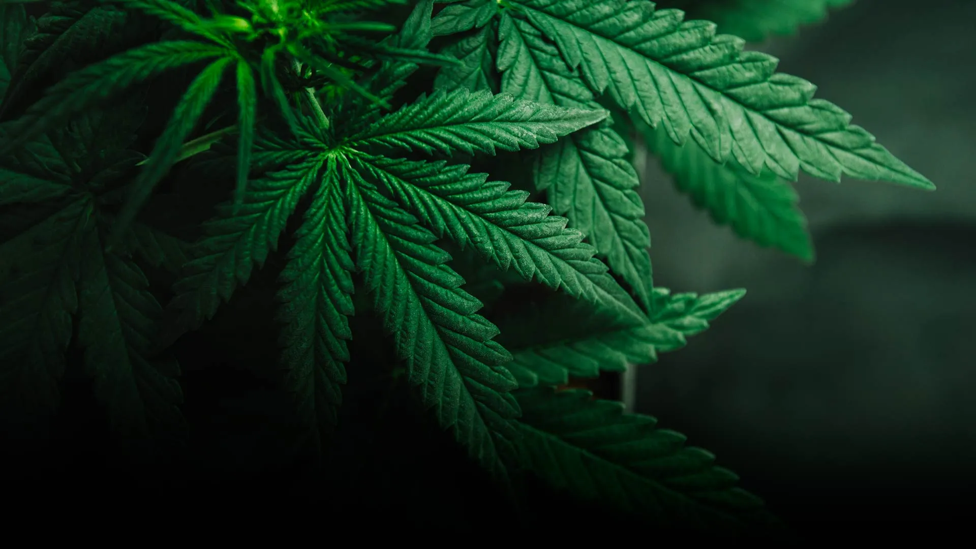 Advierten efectos en salud por mariguana ante probable legalización