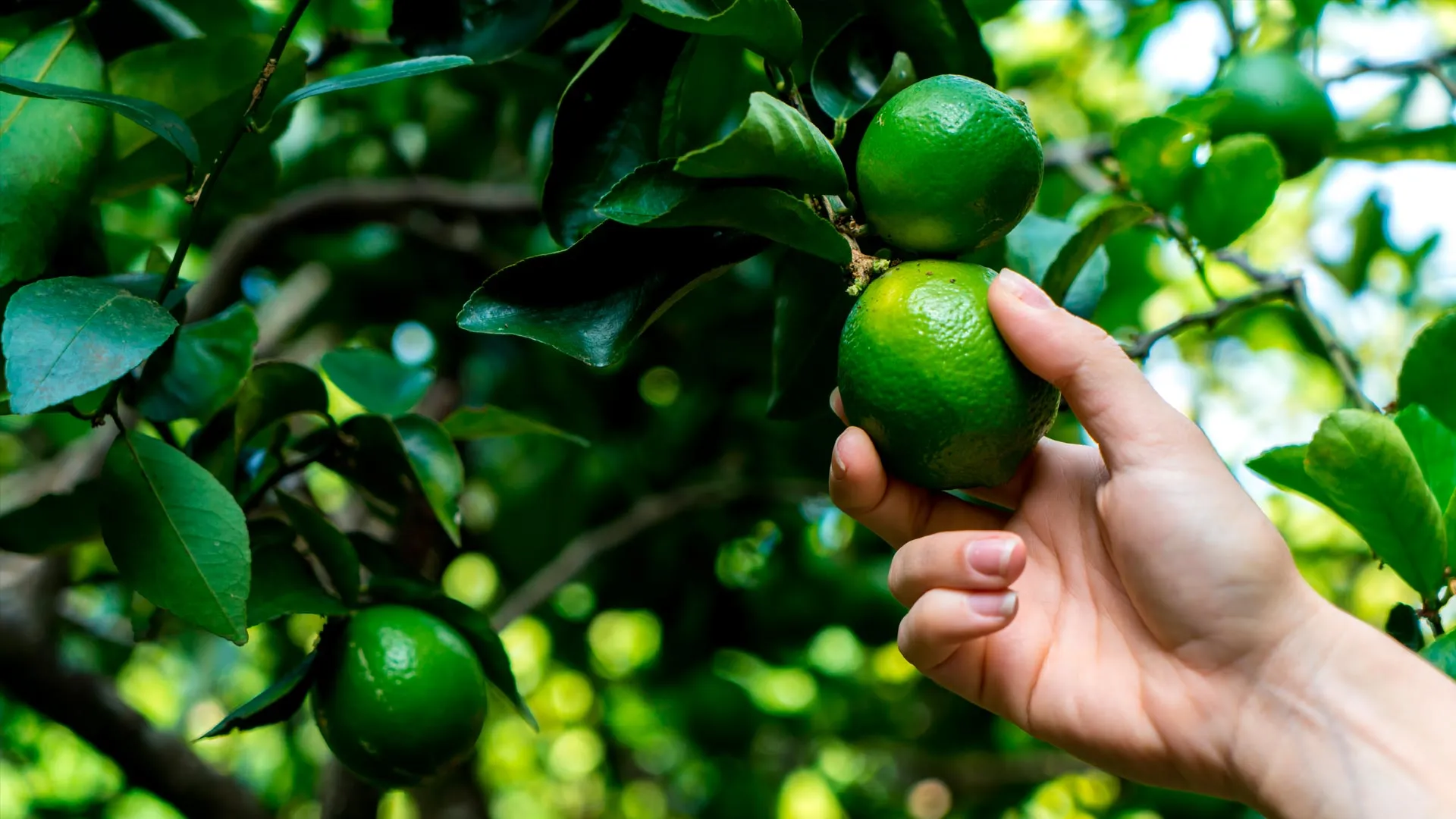 El precio del limón se disparó en México debido a diversas causas como la inflación y la temporalidad.