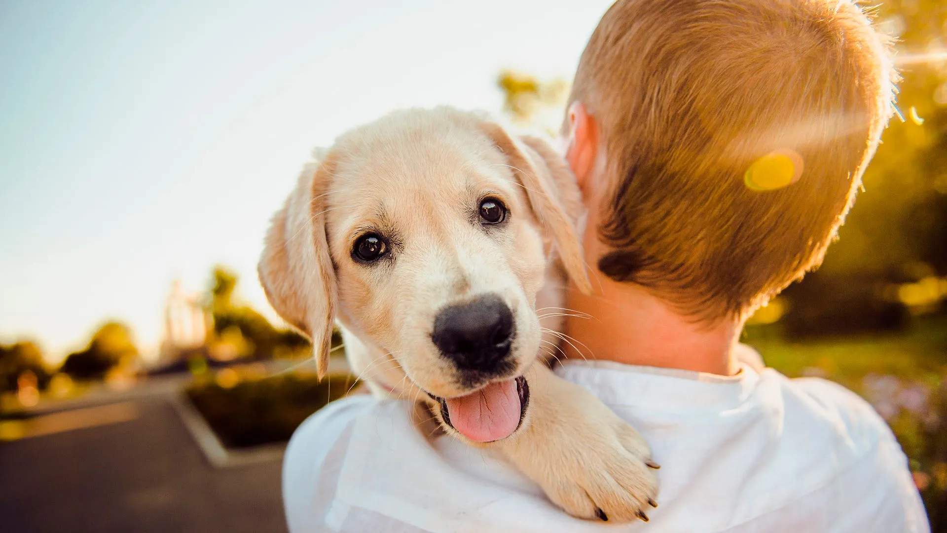 Este 14 de febrero también se celebra el amor hacia nuestras mascotas