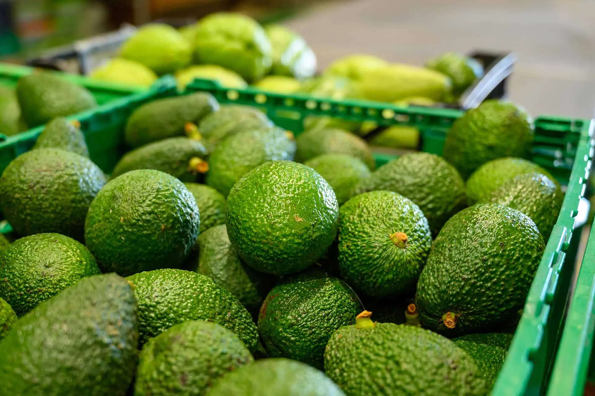 Profesora del Tec explica el bloqueo del aguacate mexicano por Estados Unidos.