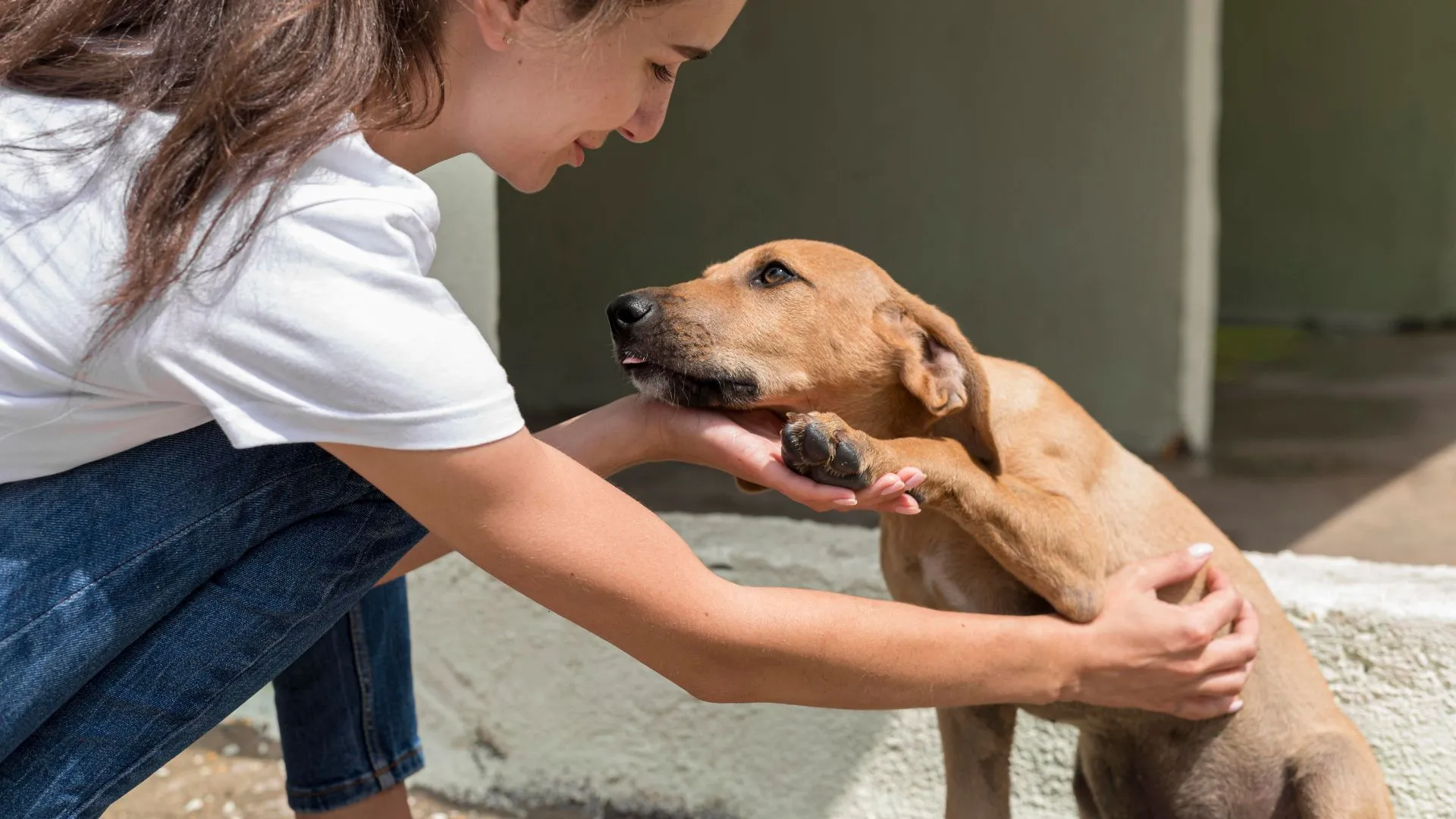 Voluntaria atendiendo a un perro