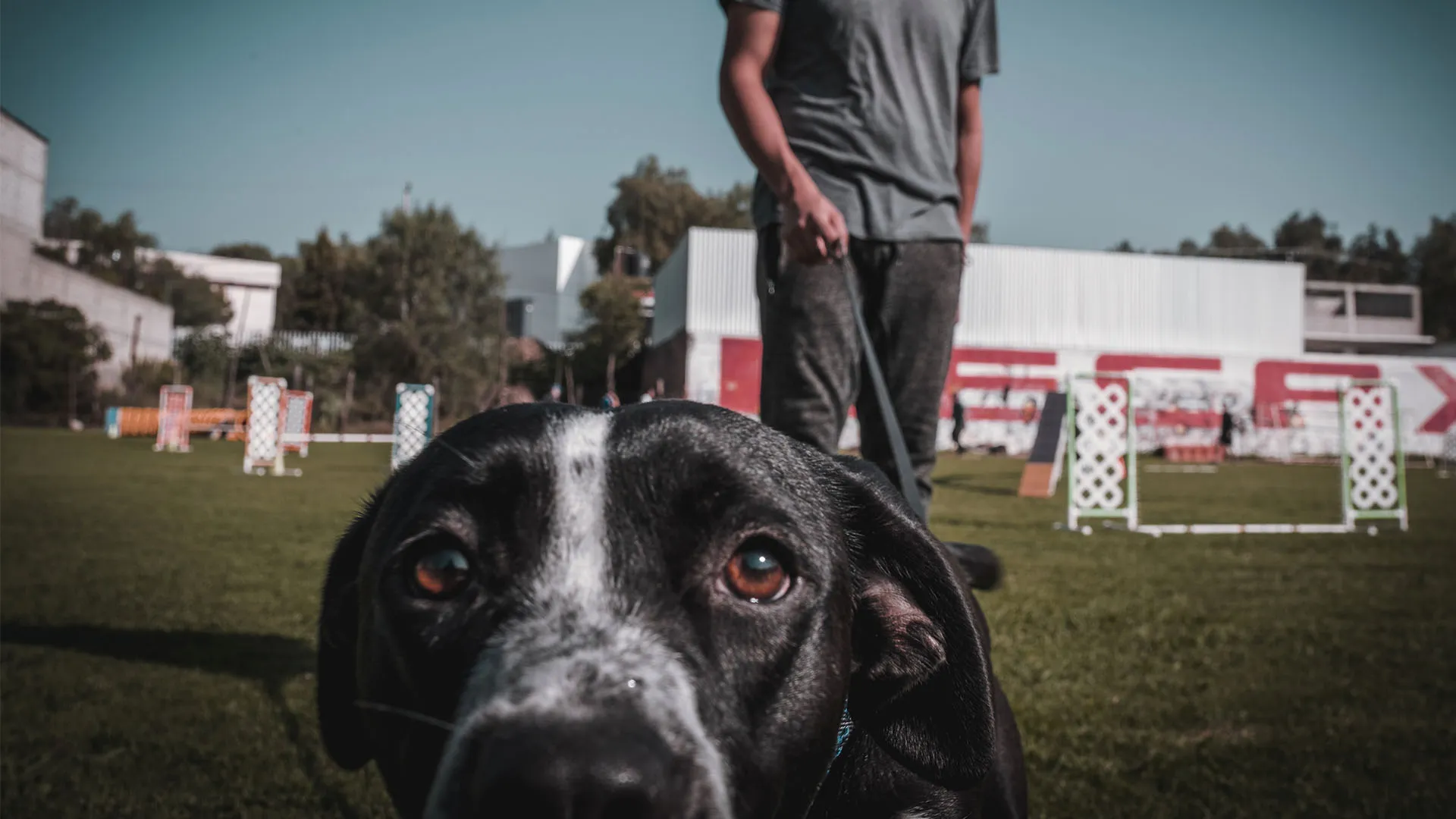 Tips para cuidar a tu perro, Tec CEM, 2023, Navidad