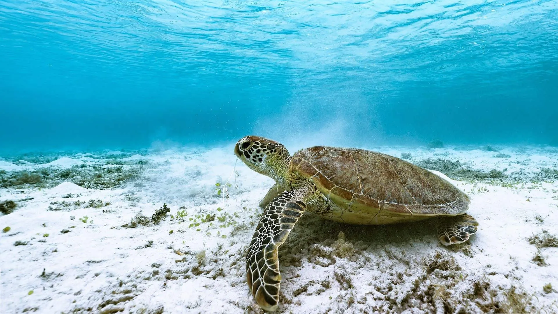 Tortuga marina en el fondo del mar