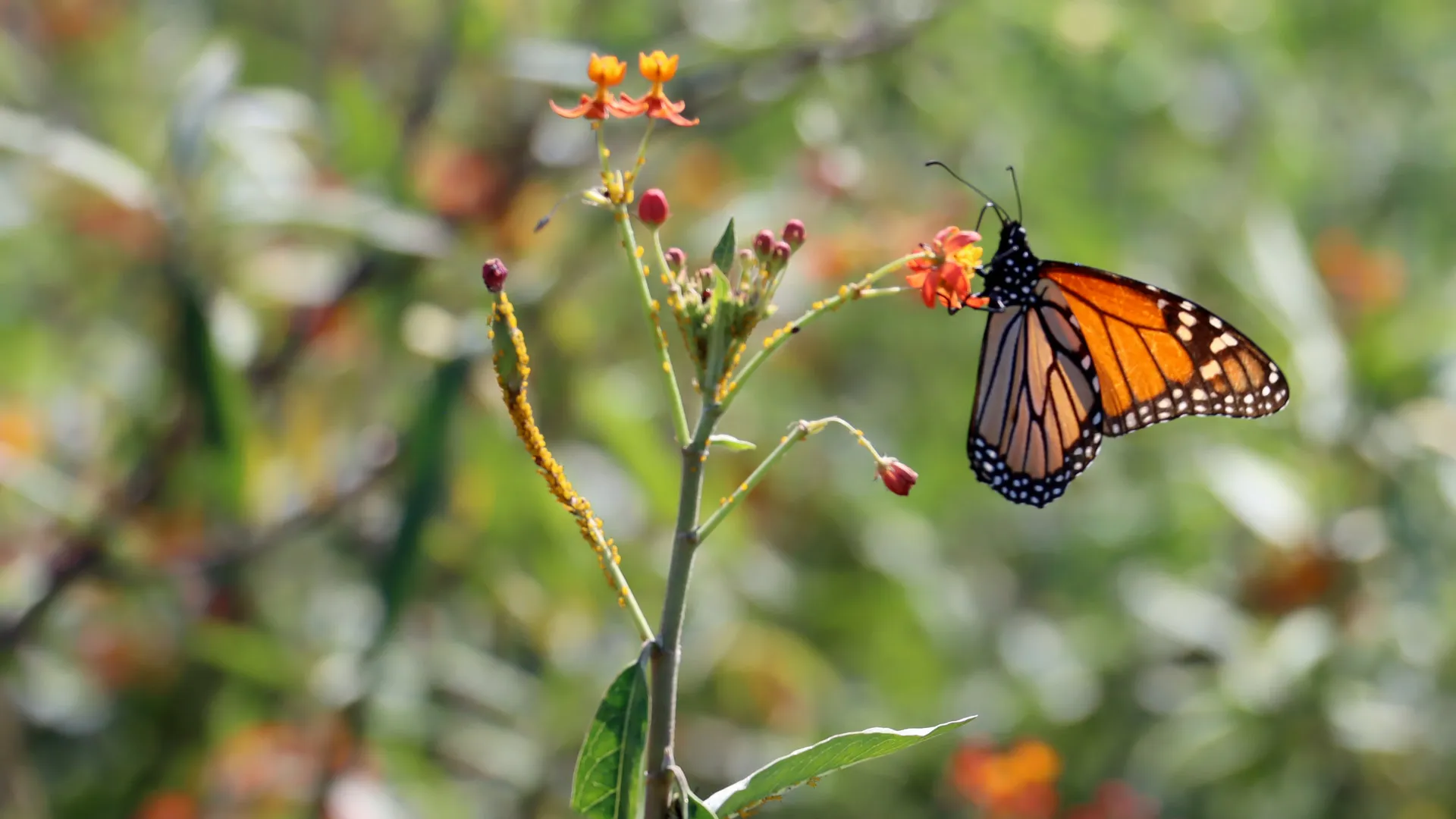 La mariposa monarca come asclepia cultivada en el campus Monterrey.
