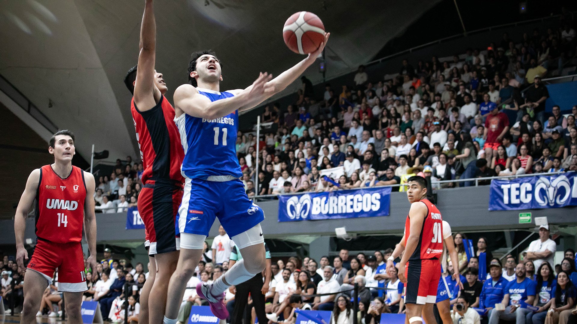 Borregos campeones en ocho grandes