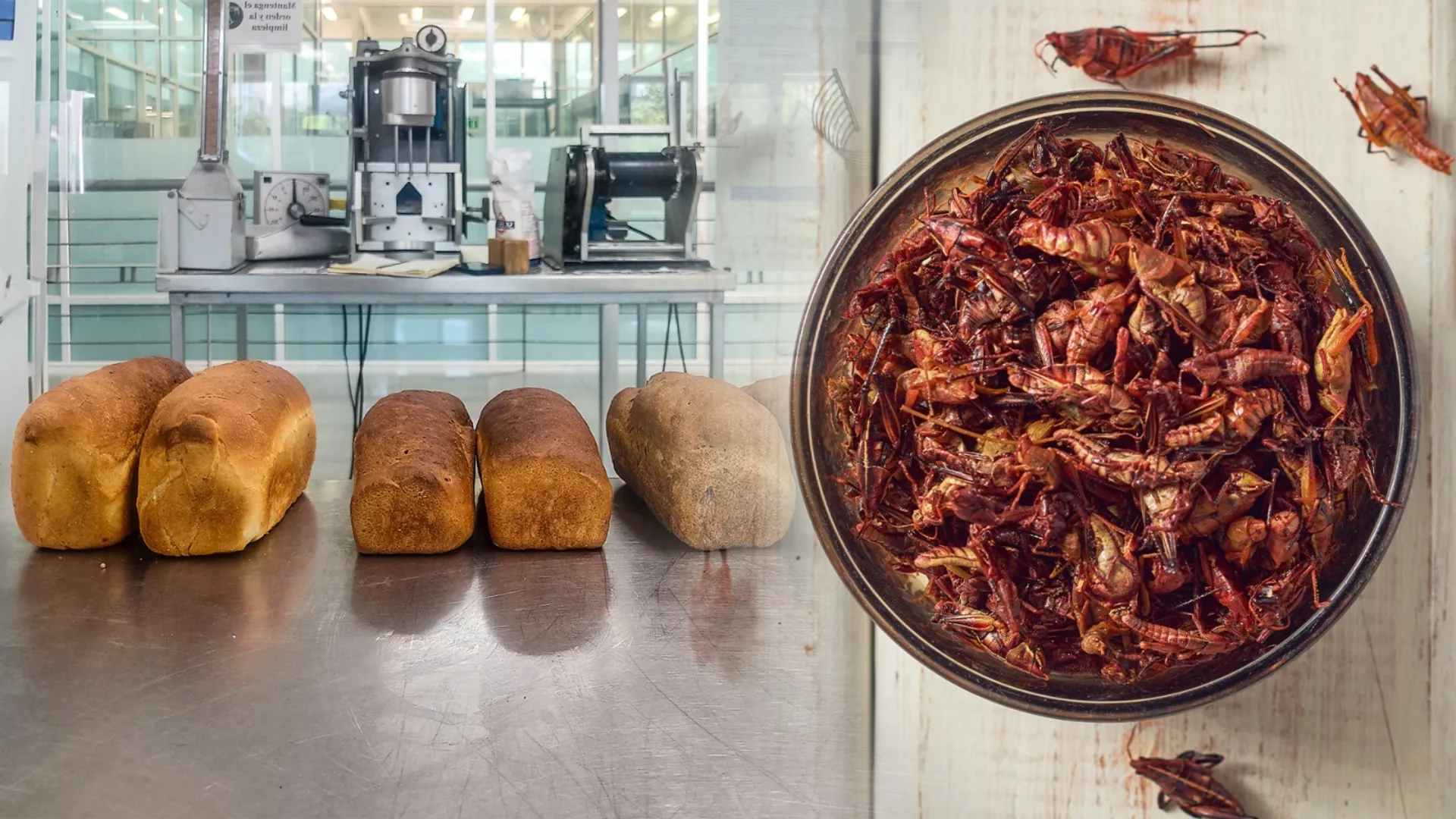 Profesora investigadora del Tec de Monterrey desarrolla panes con harina de insectos