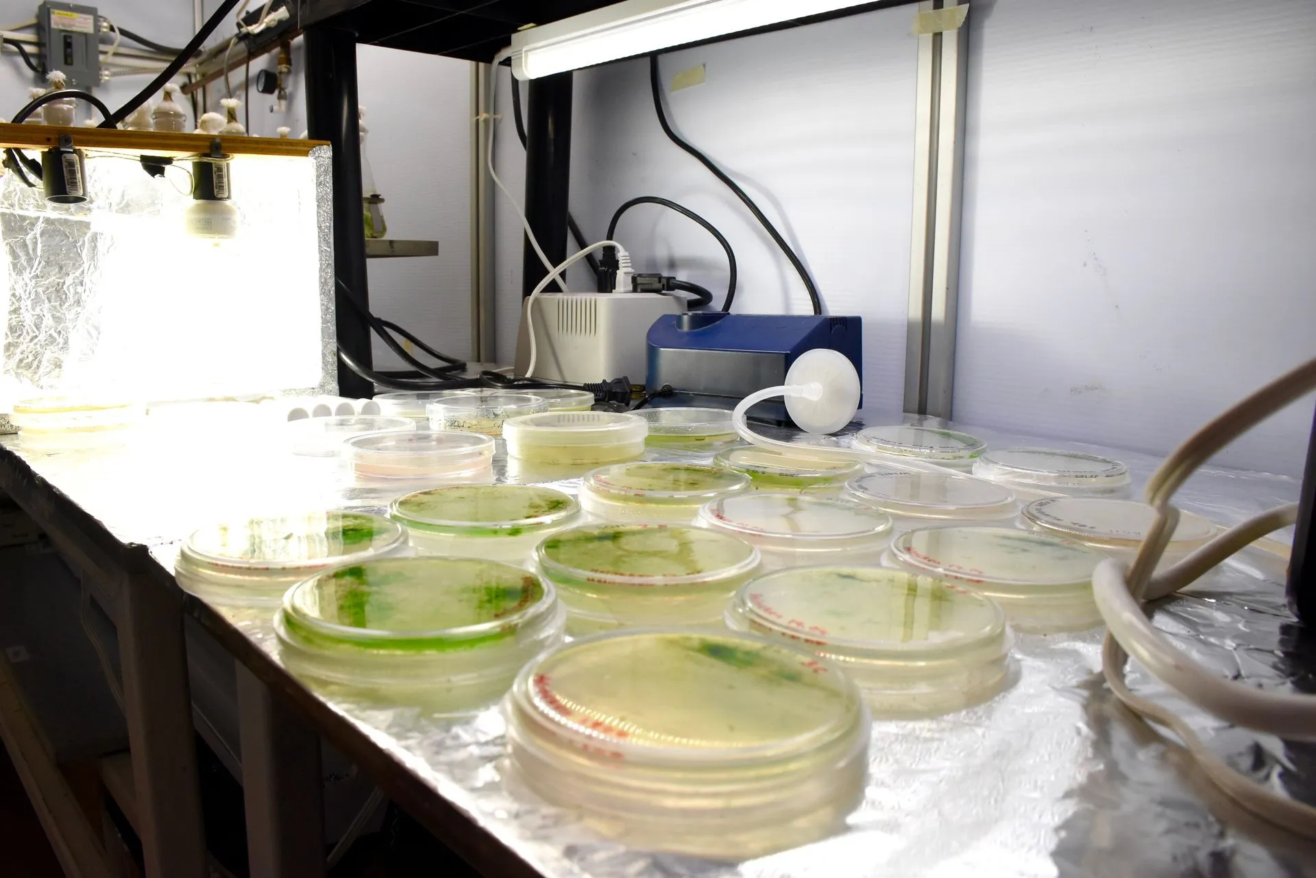 Se trata de un novedoso tratamiento con consorcios de microalgas como la spirulina y la chlorella