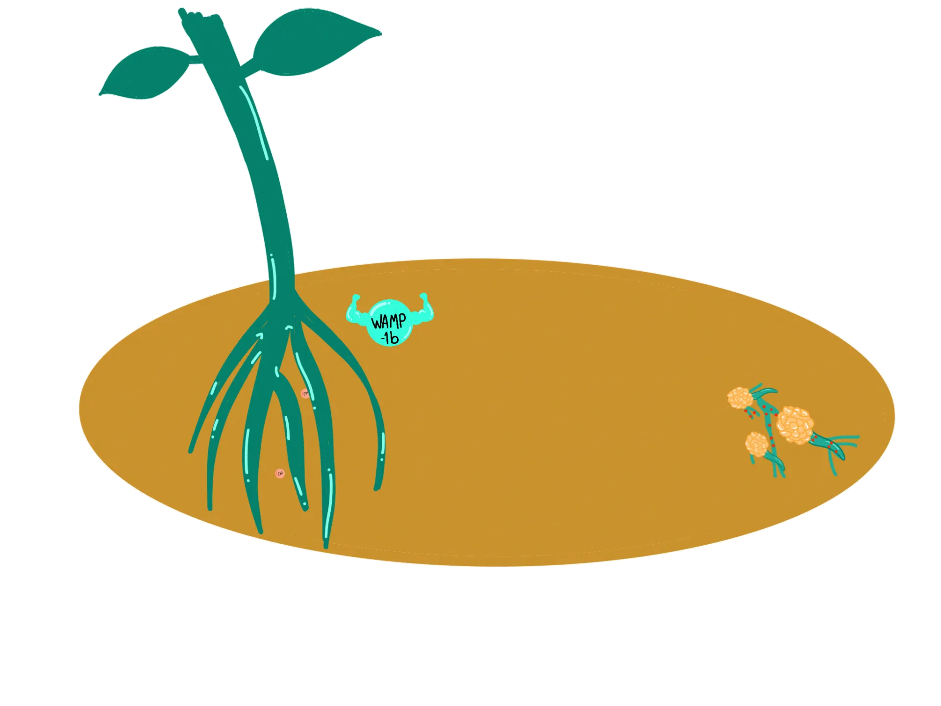Explicacion de afectación del hongo en la planta de algodón