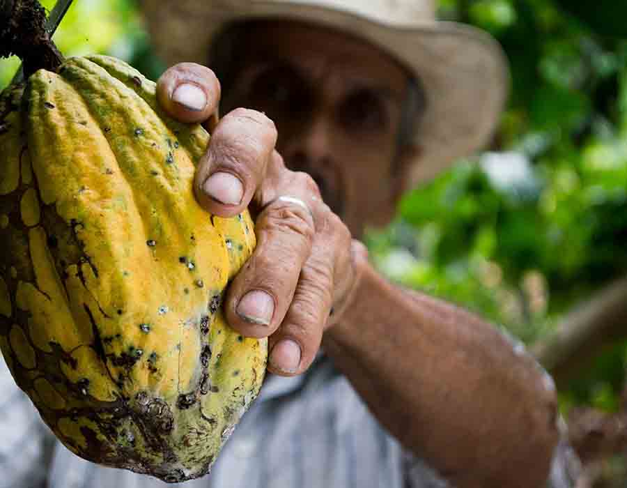 El factor humano imprescindible en la industria del chocolate