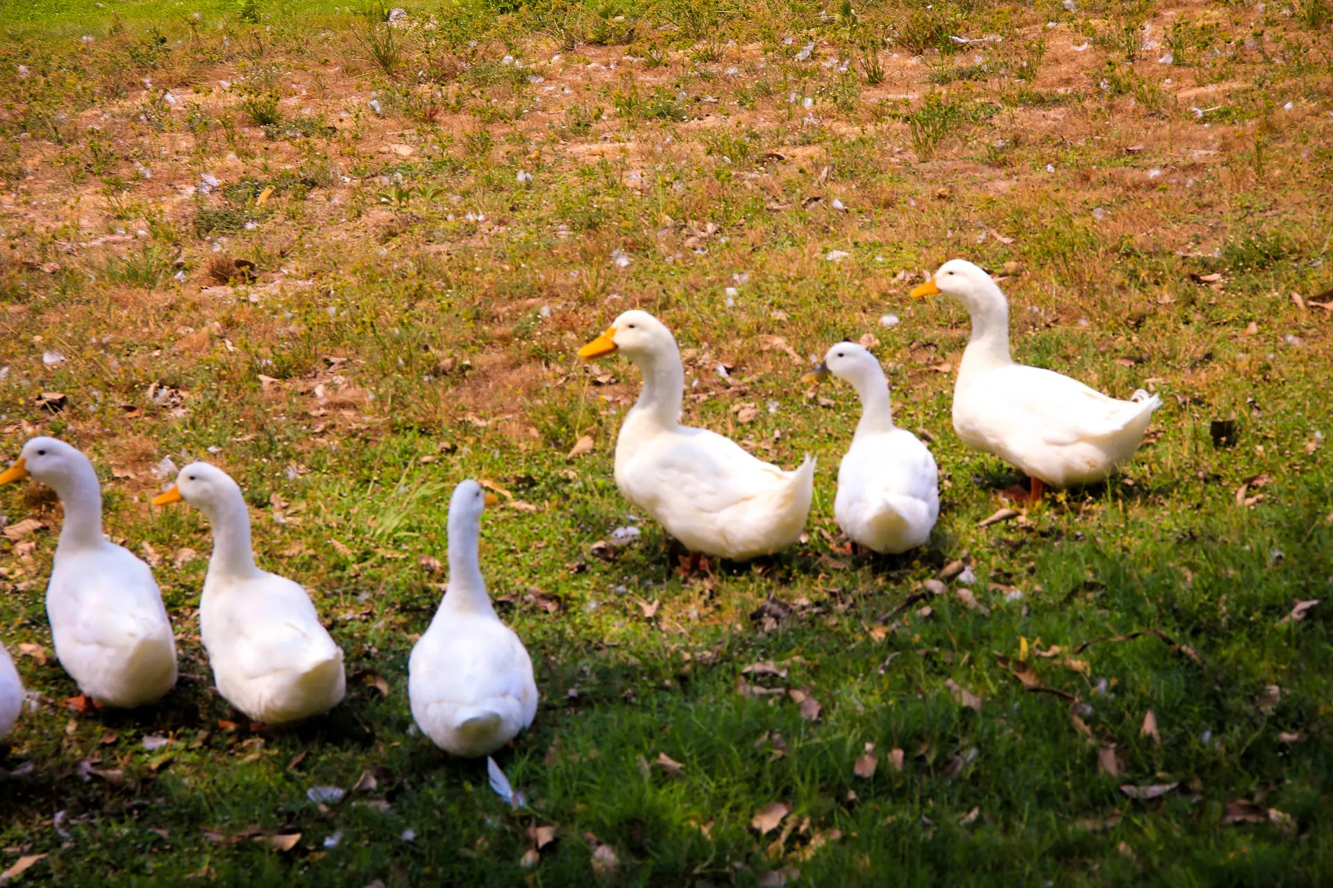 Patos