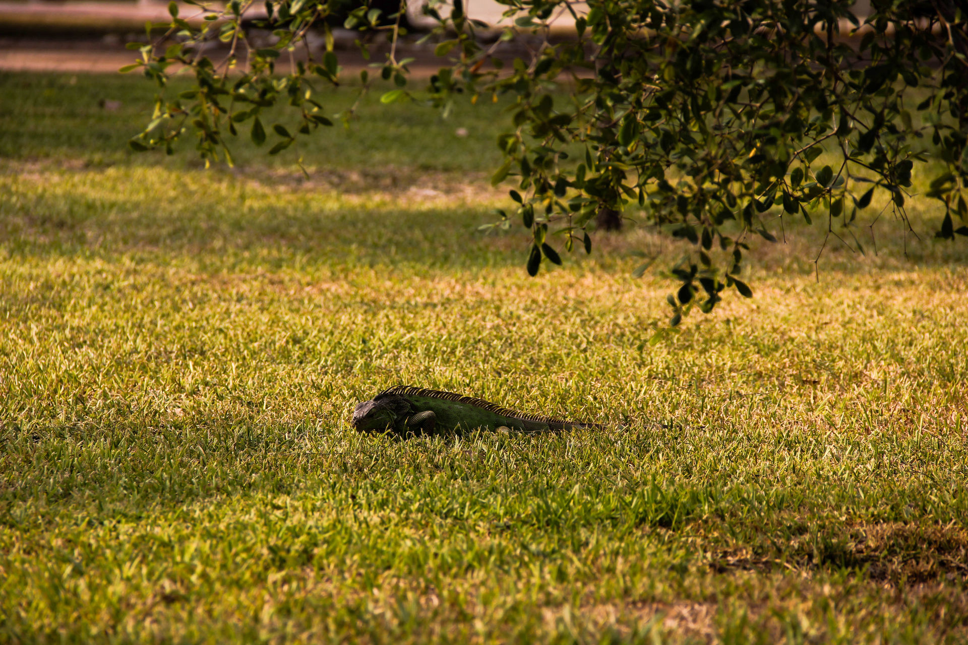 Iguana