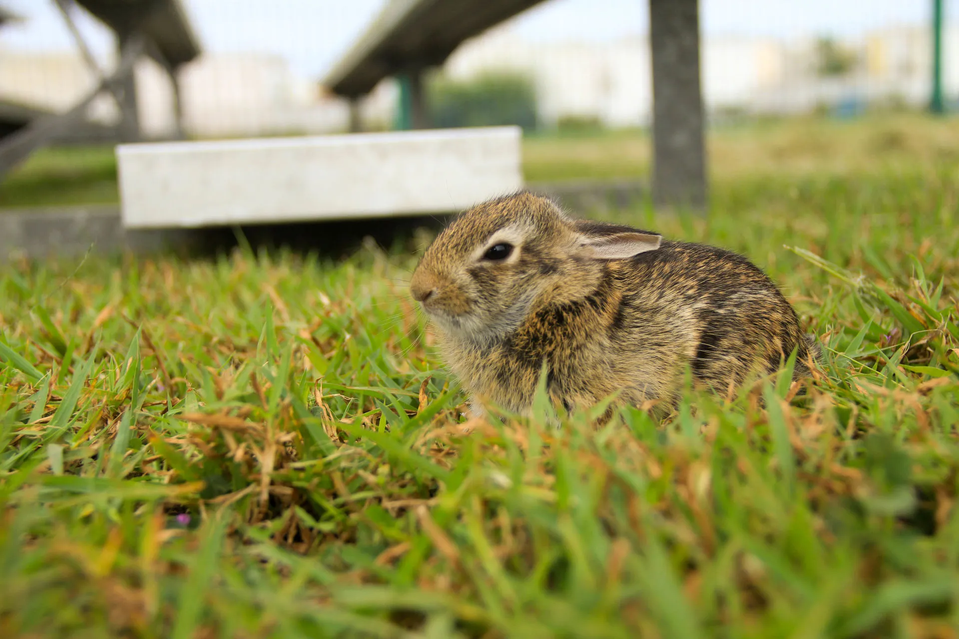 Foto del conejo
