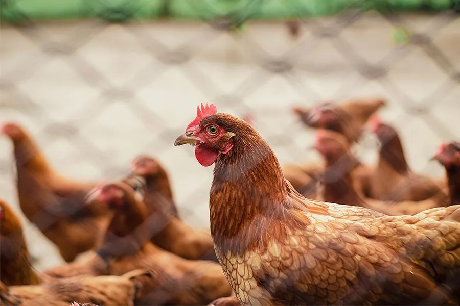 Pollos-en-una-granja