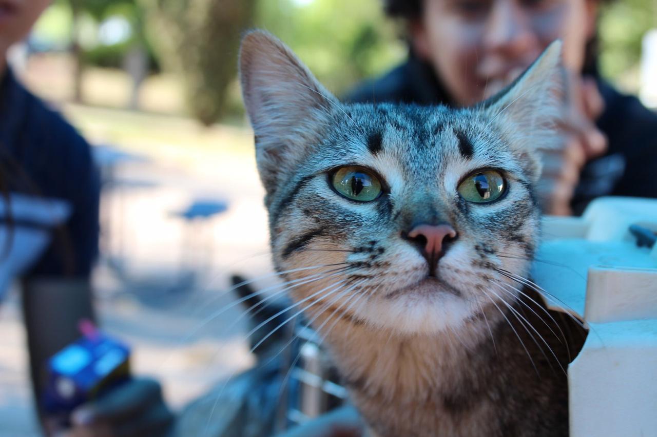 También se toma en cuenta a los gatos tanto en adopción como esterilización.