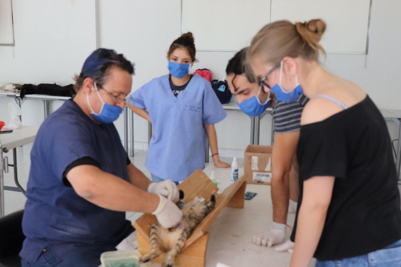 Se llevan a cabo varias esterilizaciones en estos eventos.