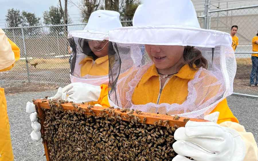 Tec campus Querétaro inaugura Beekeepers Tec, un apiario estudiantil donde se trabajan con abejas mieleras.