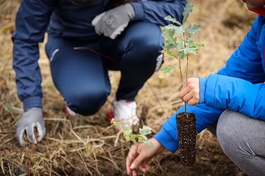 Personas plantando &aacute;rboles en bosque.