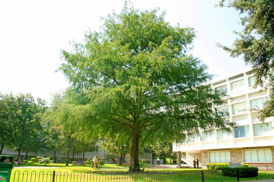 Árbol de la Fraternidas en campus Monterrey