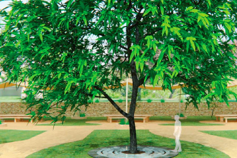 Árbol Parque Central