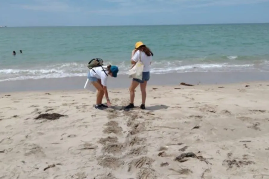 Actividades de voluntariado en BAAM, llevando tortugas al mar.