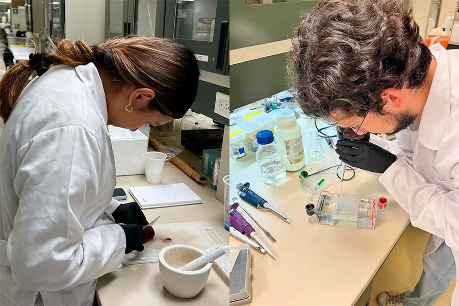 investigadores buscan bacteria contra dengue