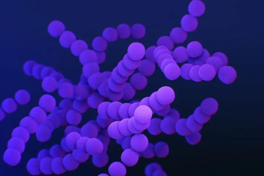 Bacteria.