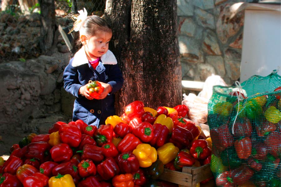 Banco de Alimentos de México