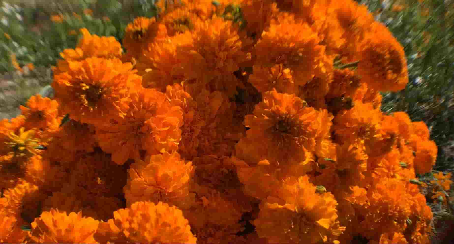 Flor-cempasuchil-altar