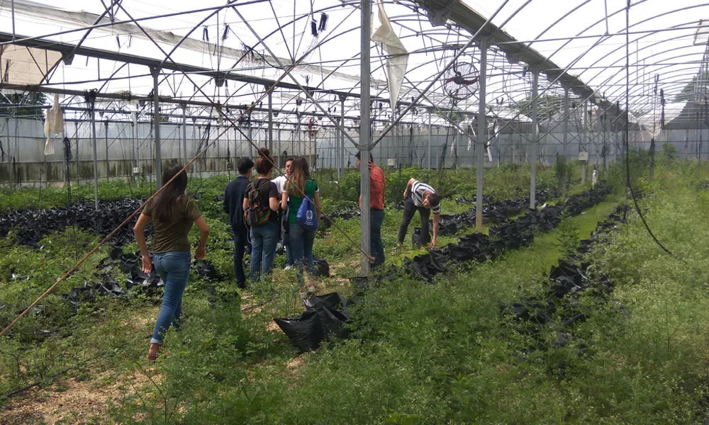 Cultivo de tejidos