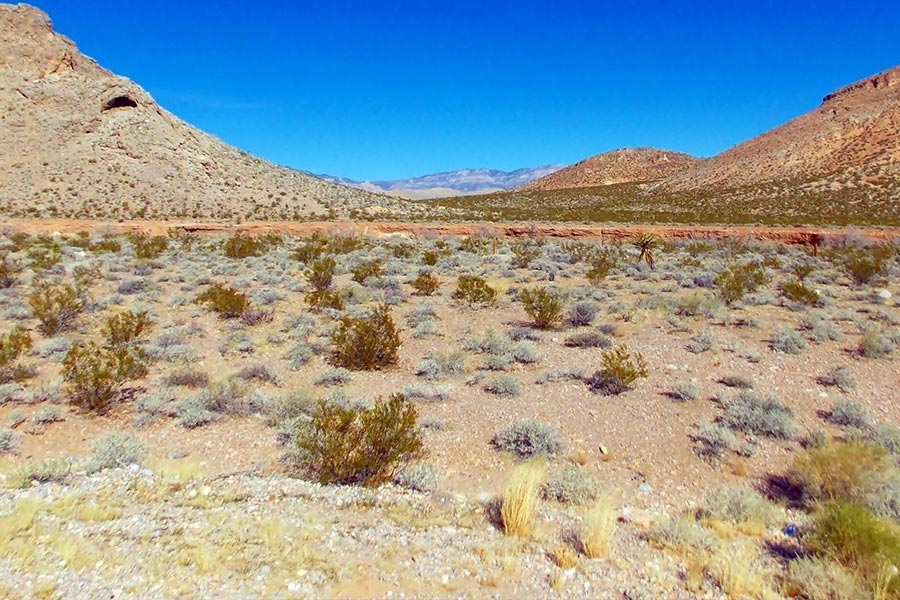 Desierto con plantas de gobernadora