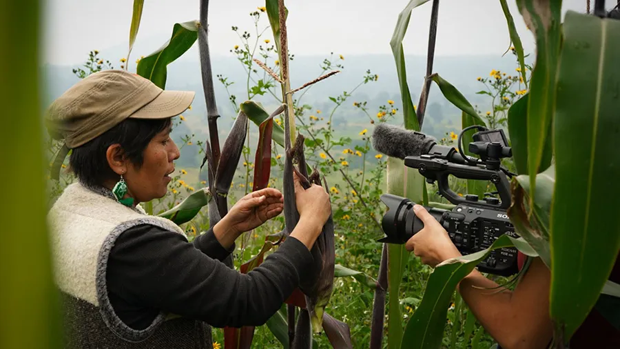 Las mujeres cultivan el maíz