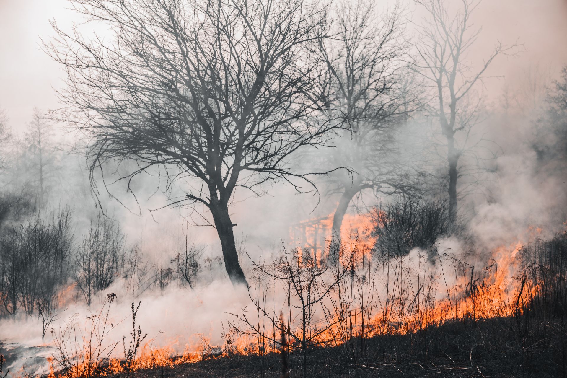 Incendio forestal