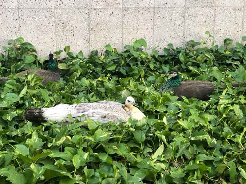 Continúan los cuidados de animales en el Campus Monterrey