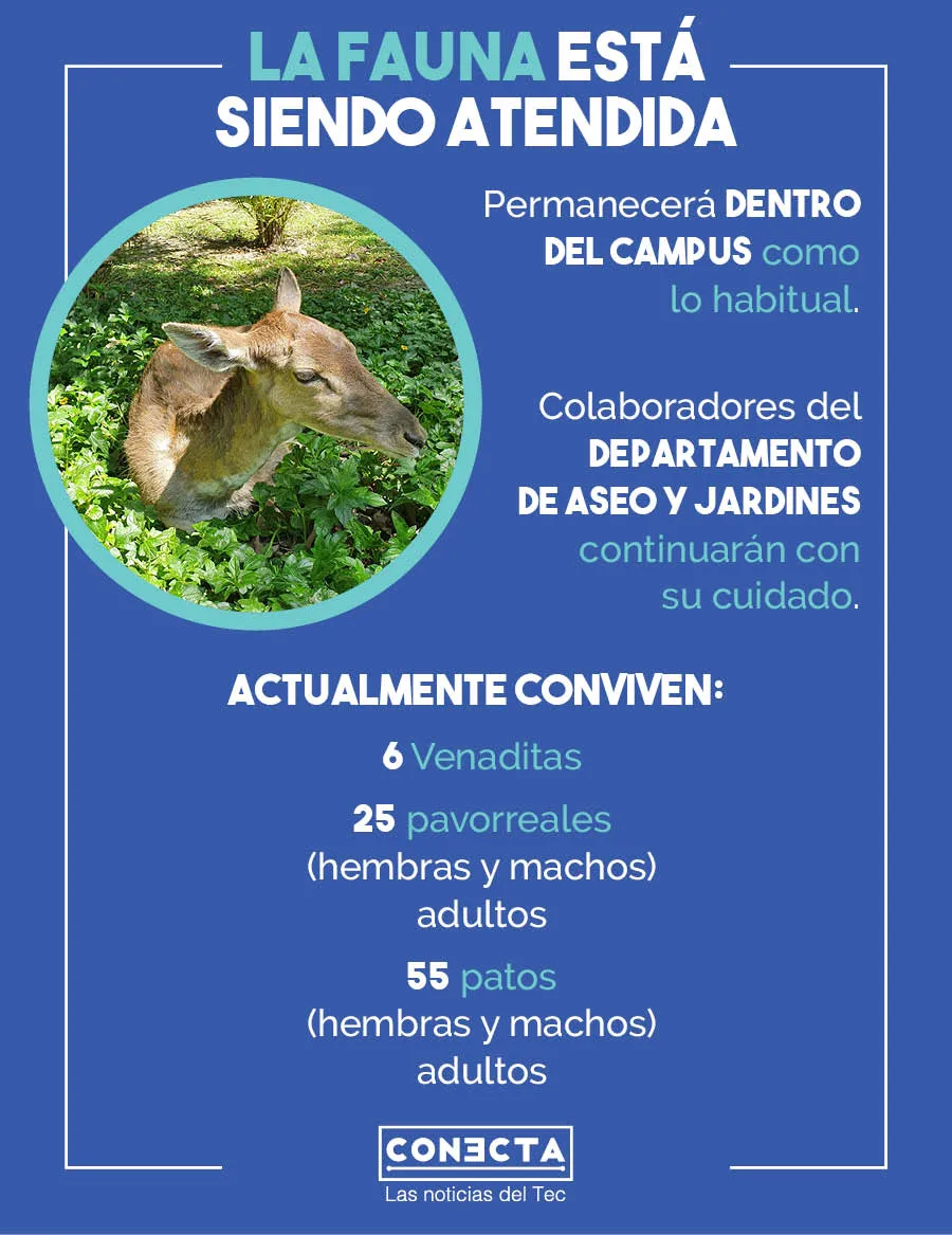 Infografía la fauna en el Tec sigue siendo atendida