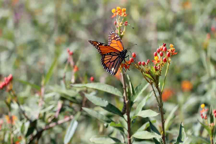 La mariposa monarca come y se refugia en los jardines polinizadores del Tec.