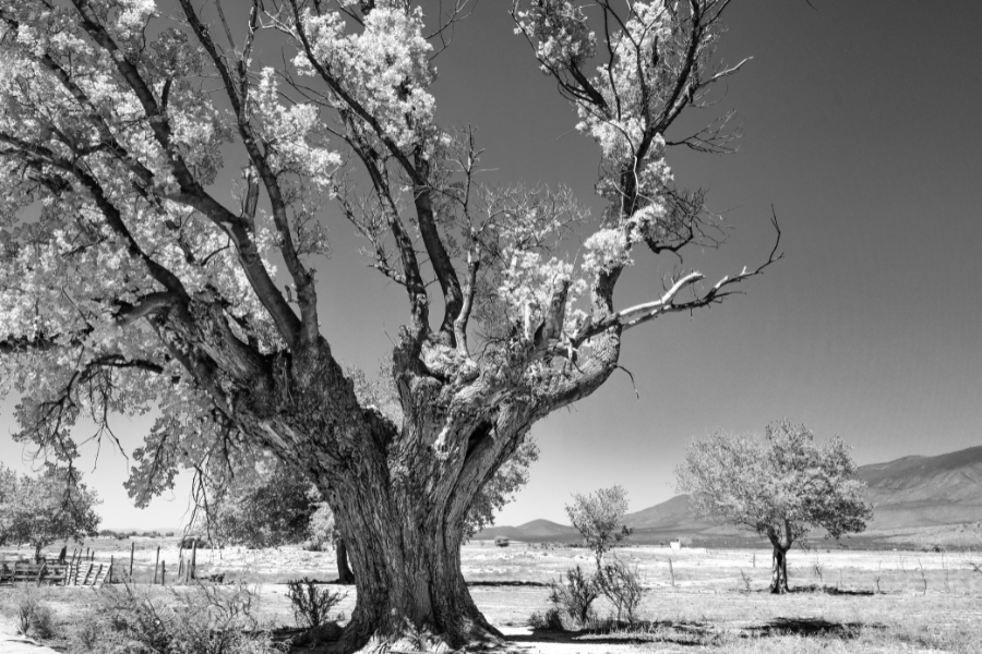 fotograf&iacute;a de un &aacute;lamo en blanco y negro