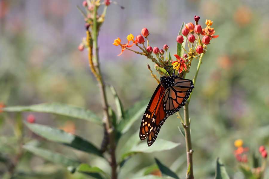 Mariposas monarca, Tec de Monterrey.