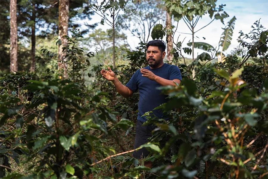 cafetales en Chiapas