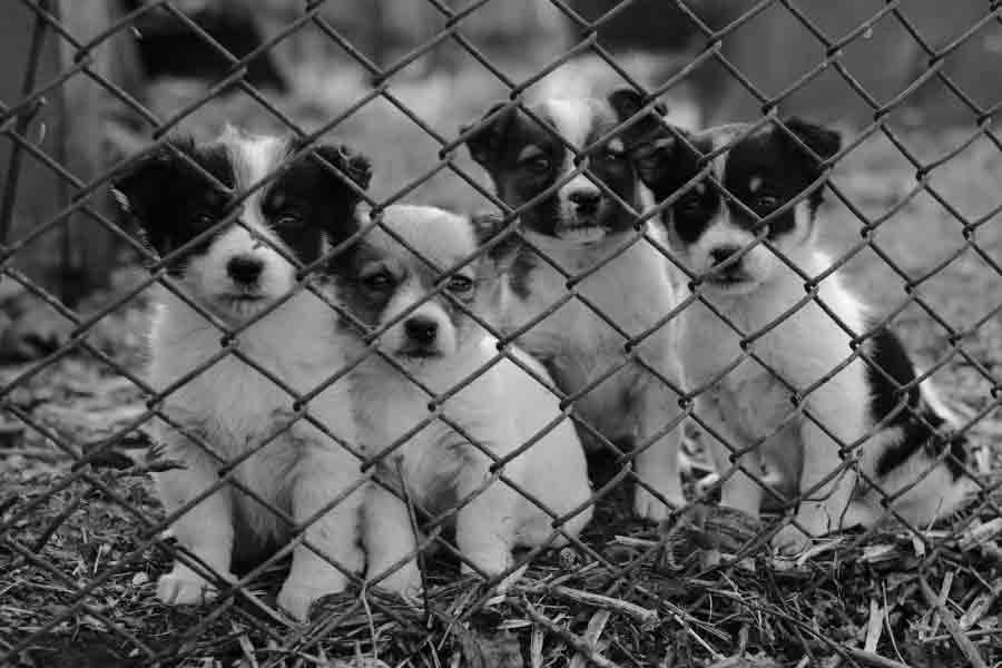 El equipo menciona que muchos dueños se guían por la apariencia del perro para decidir adoptarlo o no. Foto: Pexels.com