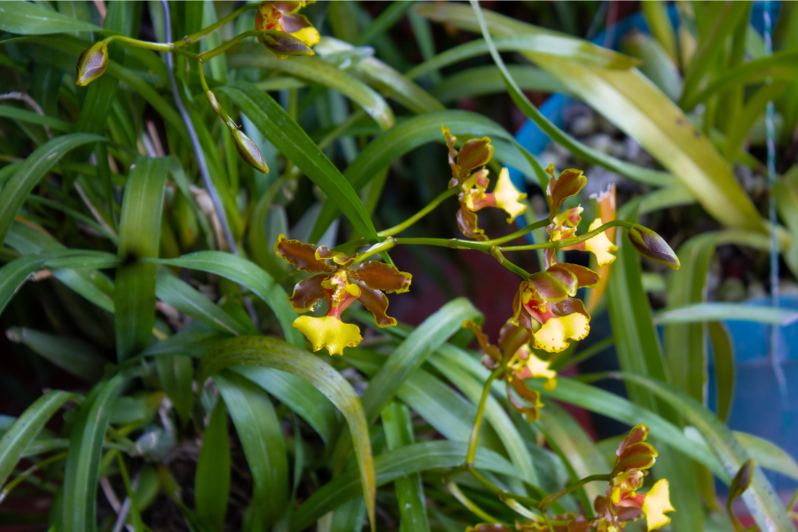 Orqu&iacute;dea conservada en el herbario de la Asociaci&oacute;n Mexicana de Orqu&iacute;deas, estudiada para su clasificaci&oacute;n y preservaci&oacute;n.